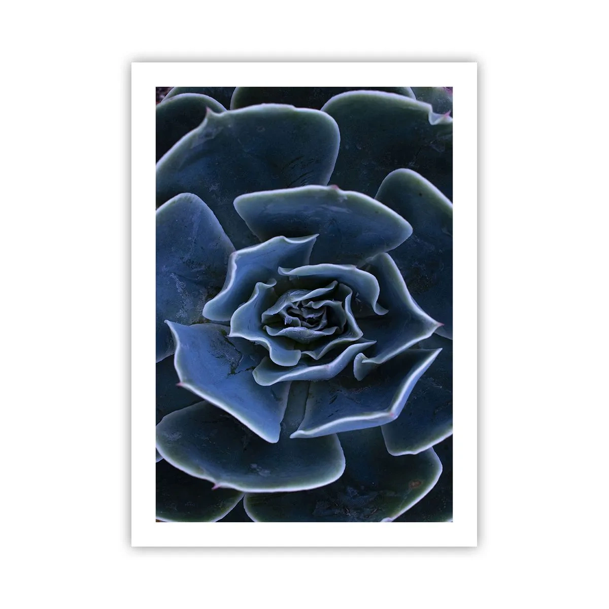 Poster - Flower of the Desert - 50x70 cm