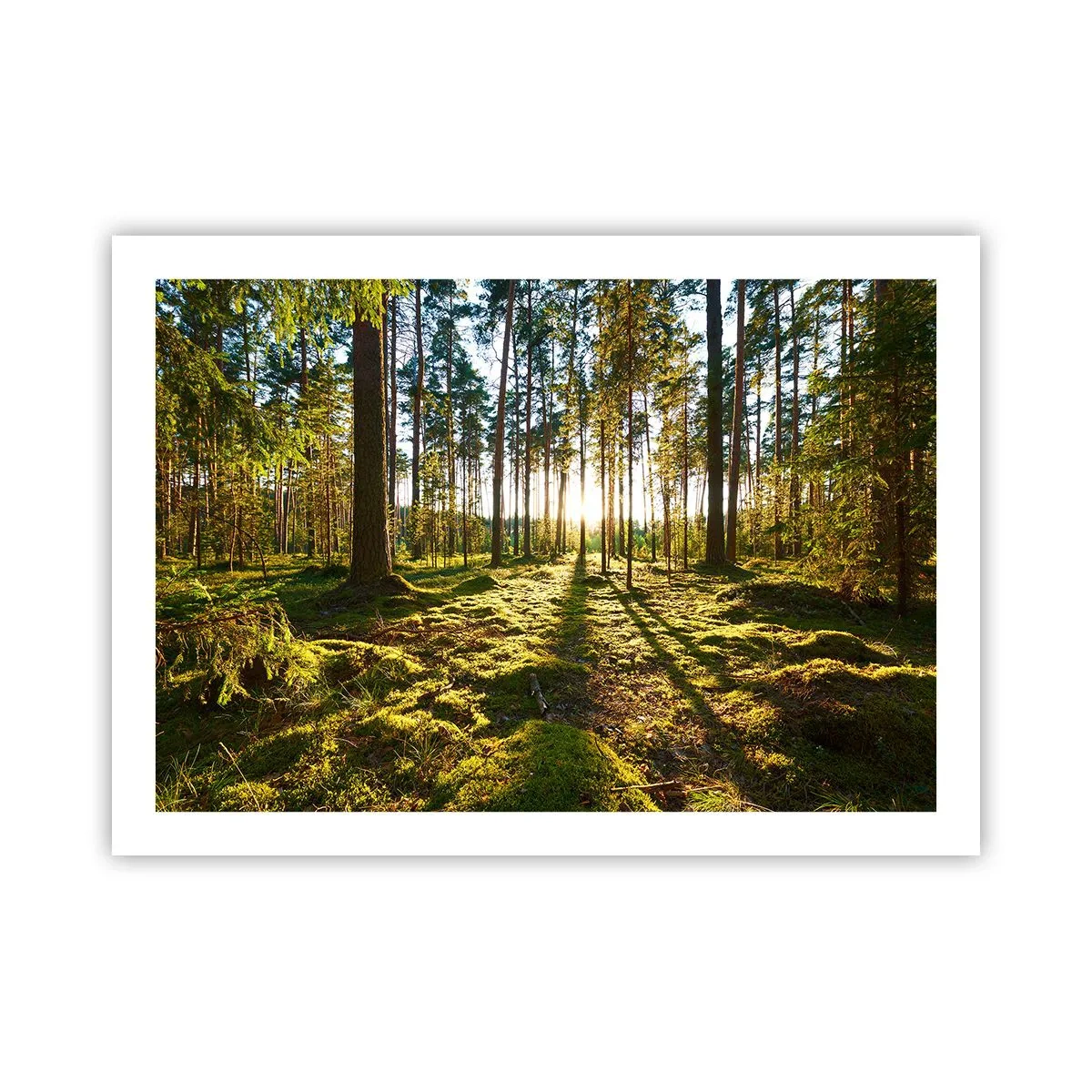 Poster - Deep in the Forest - 70x50 cm
