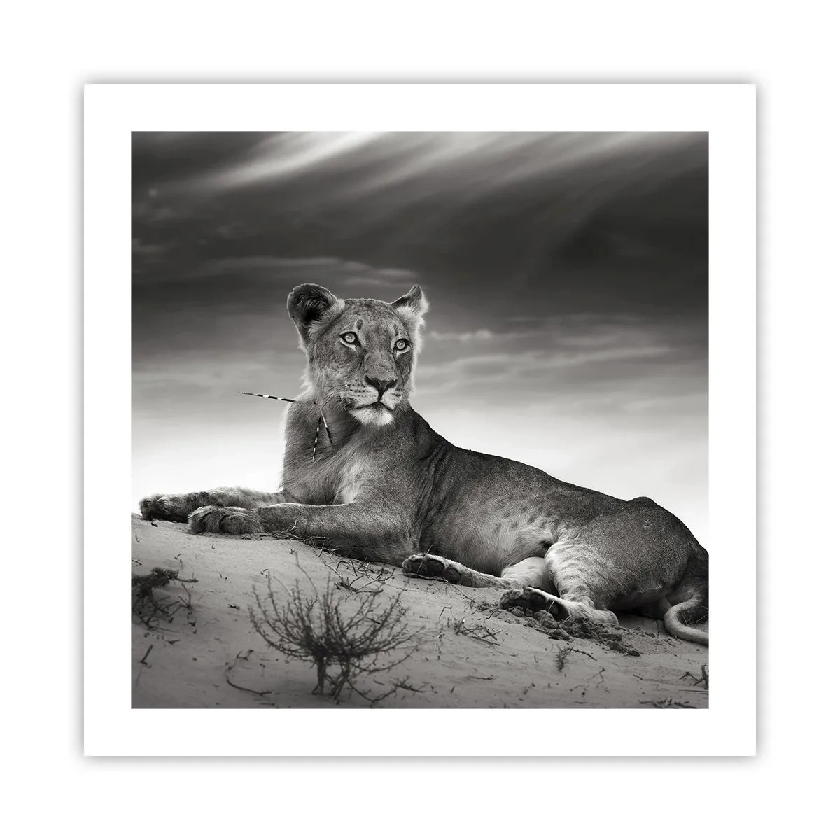 Poster - Queen of Desert Is Resting - 50x50 cm