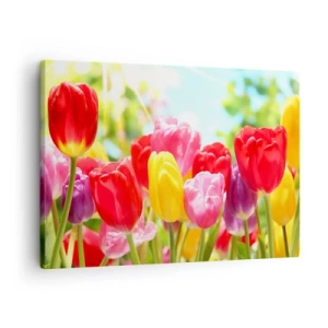 Canvas picture - Colorful tulips in full bloom against a spring background - 70x50cm - It is Us, Colour of May! - Modern wall decoration for the living room and bedroom ARTTOR