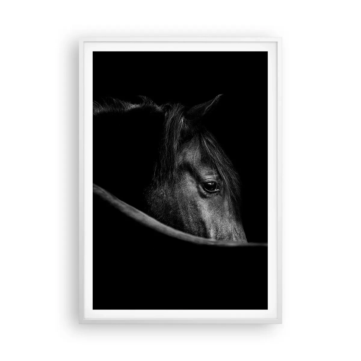Poster in white frmae - Black Prince - 70x100 cm