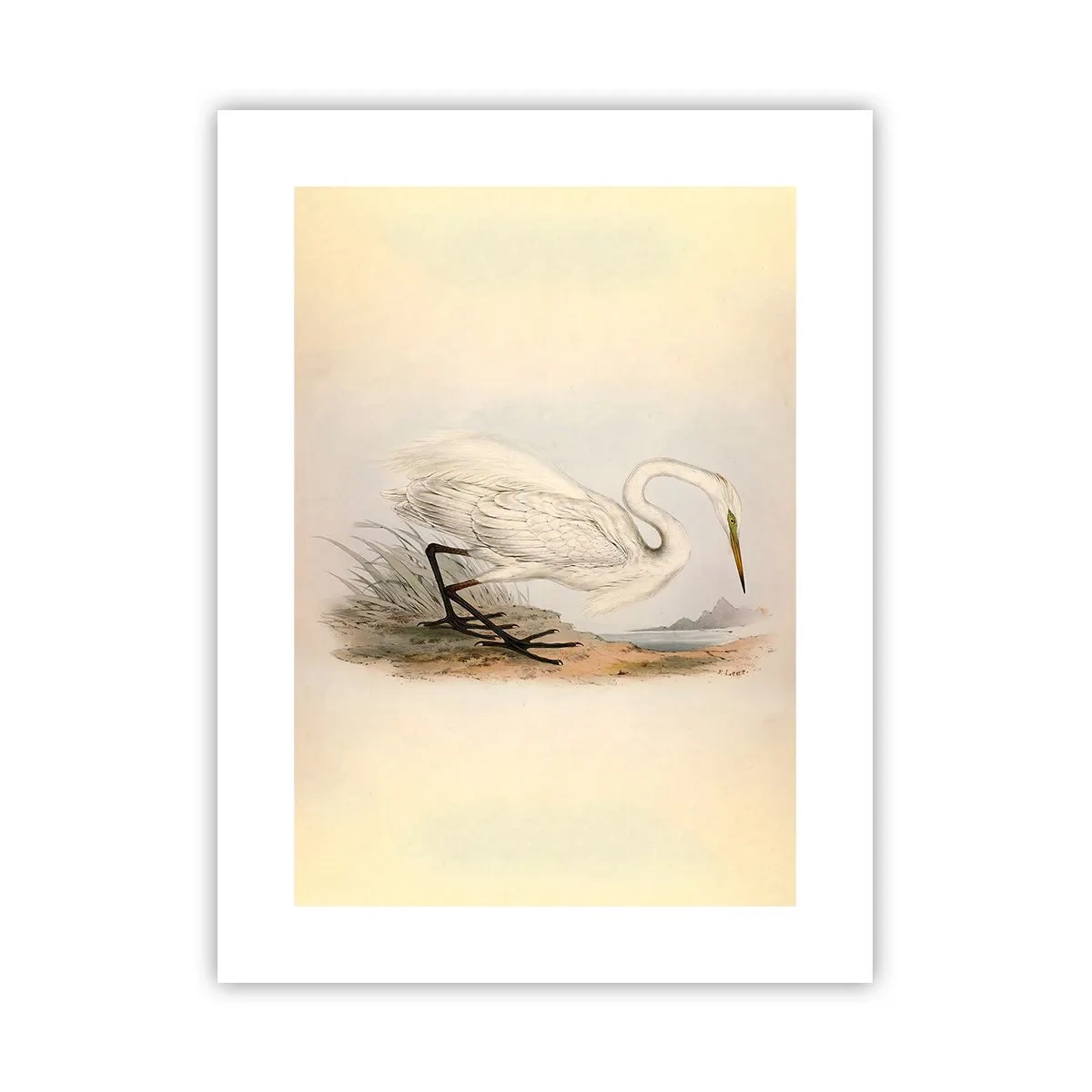 Poster - Lady on the Marsh - 30x40 cm