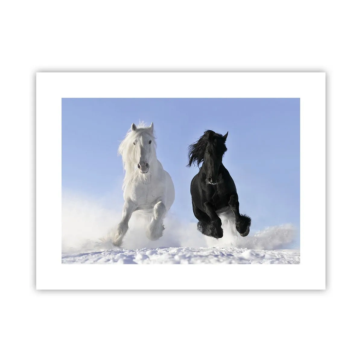 Poster - Black and White Gallop - 40x30 cm