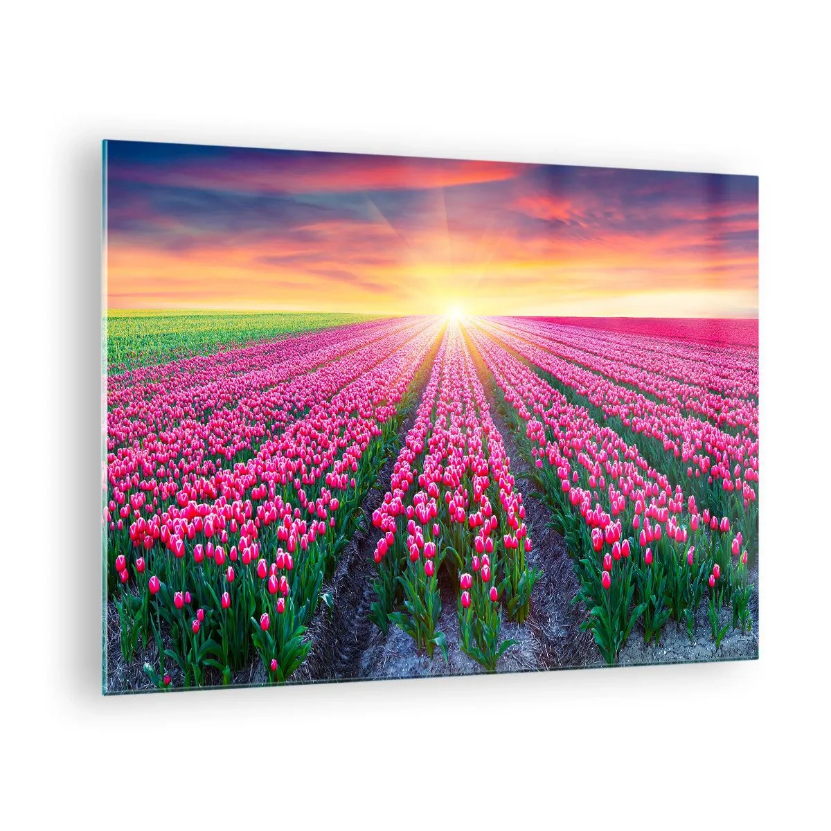 Glass picture - A field of pink tulips in the rays of the setting sun - 70x50cm - Beauty Farm - Modern wall decoration for the living room and bedroom ARTTOR
