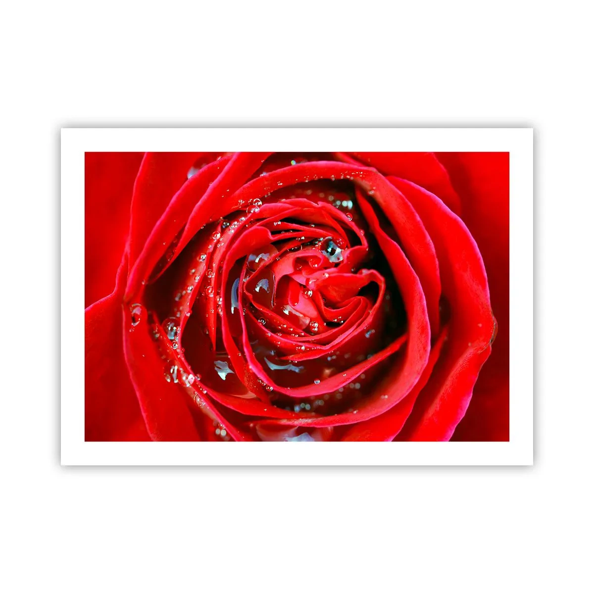 Poster - In Dew Drops - 70x50 cm