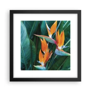 Poster in black frame - Is It a Flower or a Bird? - 30x30 cm