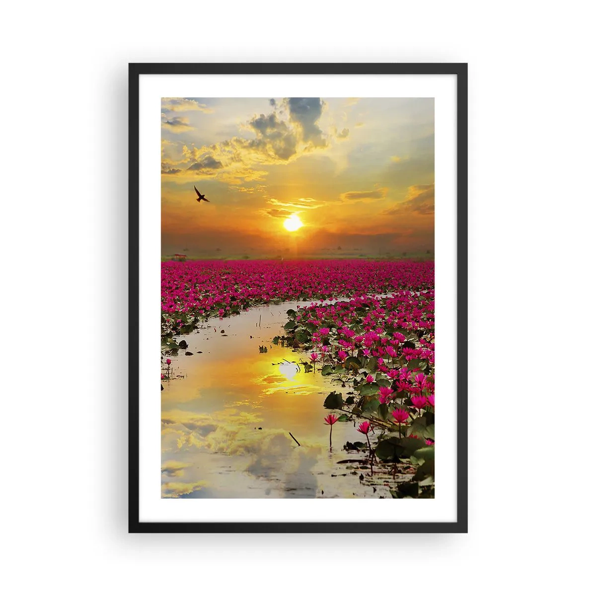 Poster in black frame - A field of pink water lilies at sunset - 50x70cm - Secret Life of a Lake - Modern wall decoration for the living room and bedroom ARTTOR