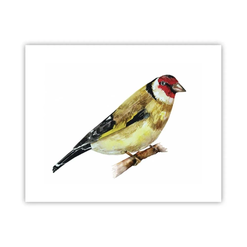 Poster - Bird Portrait - 50x40 cm
