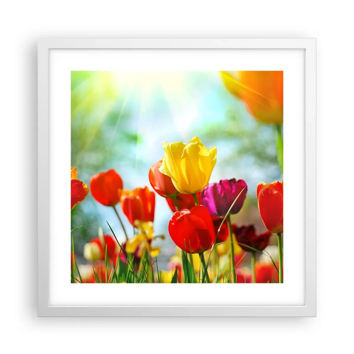 Poster in white frmae - All Colours of the Sun - 40x40 cm