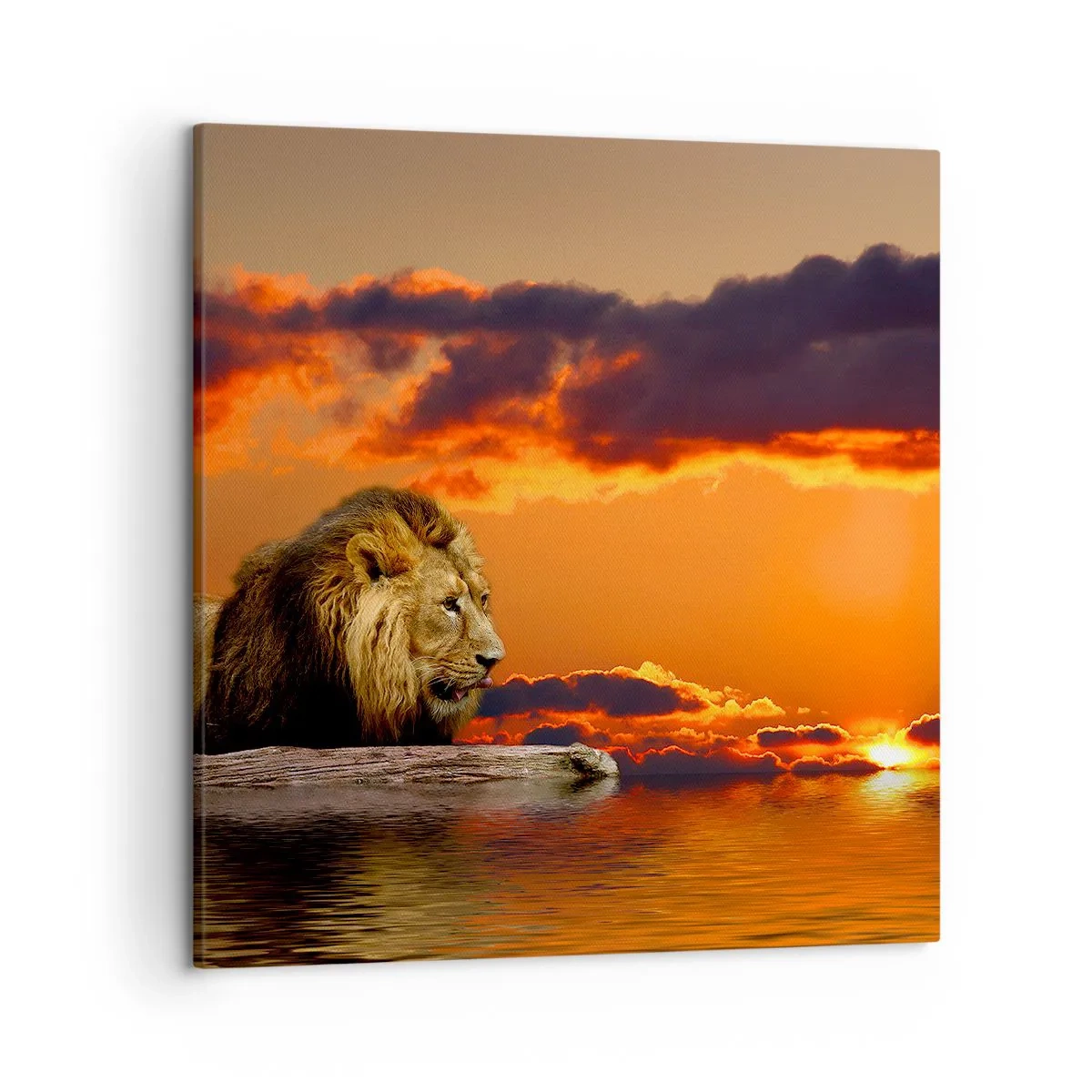 Canvas picture - The King of Nature - 50x50 cm