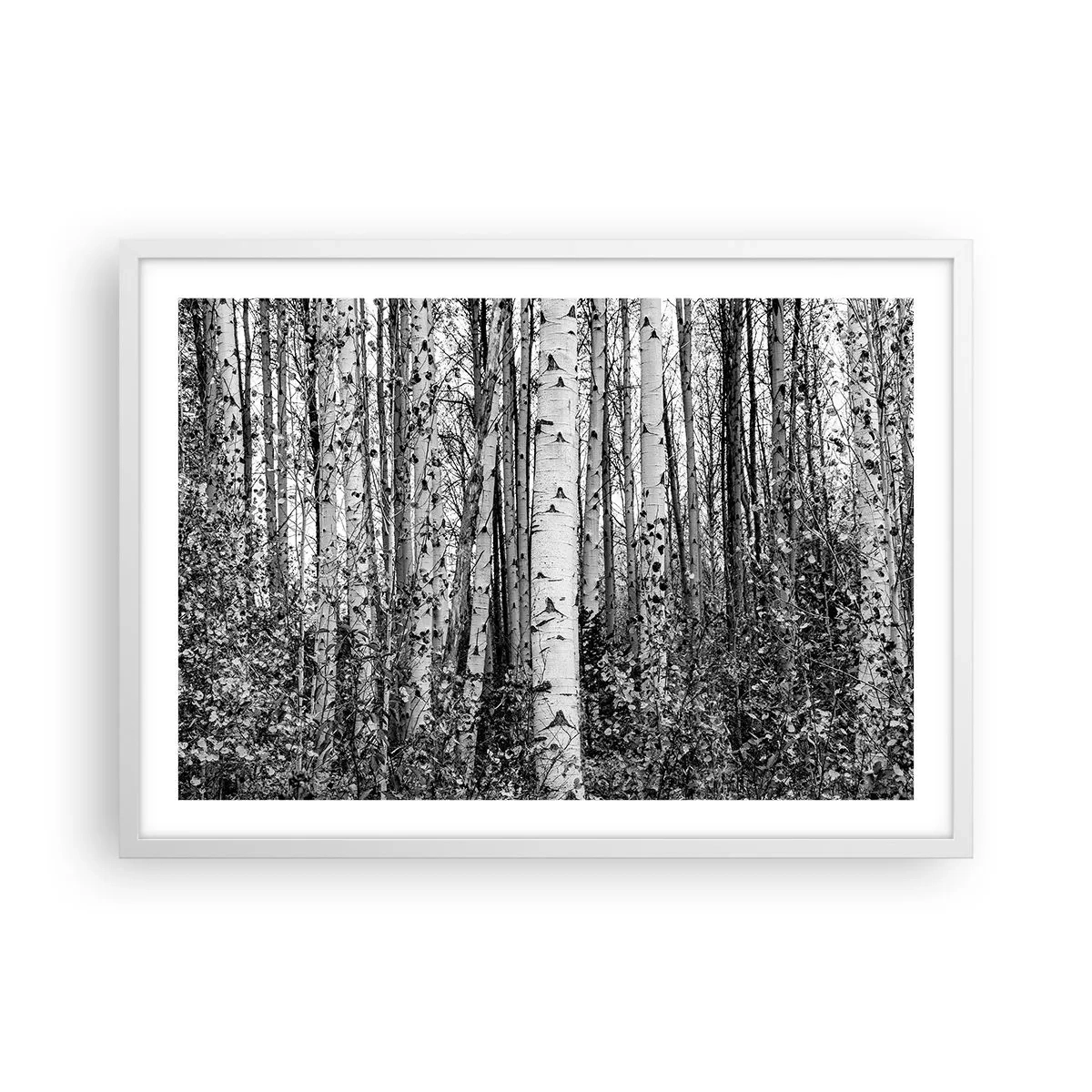 Poster in white frmae - Birch Colonnade - 70x50 cm
