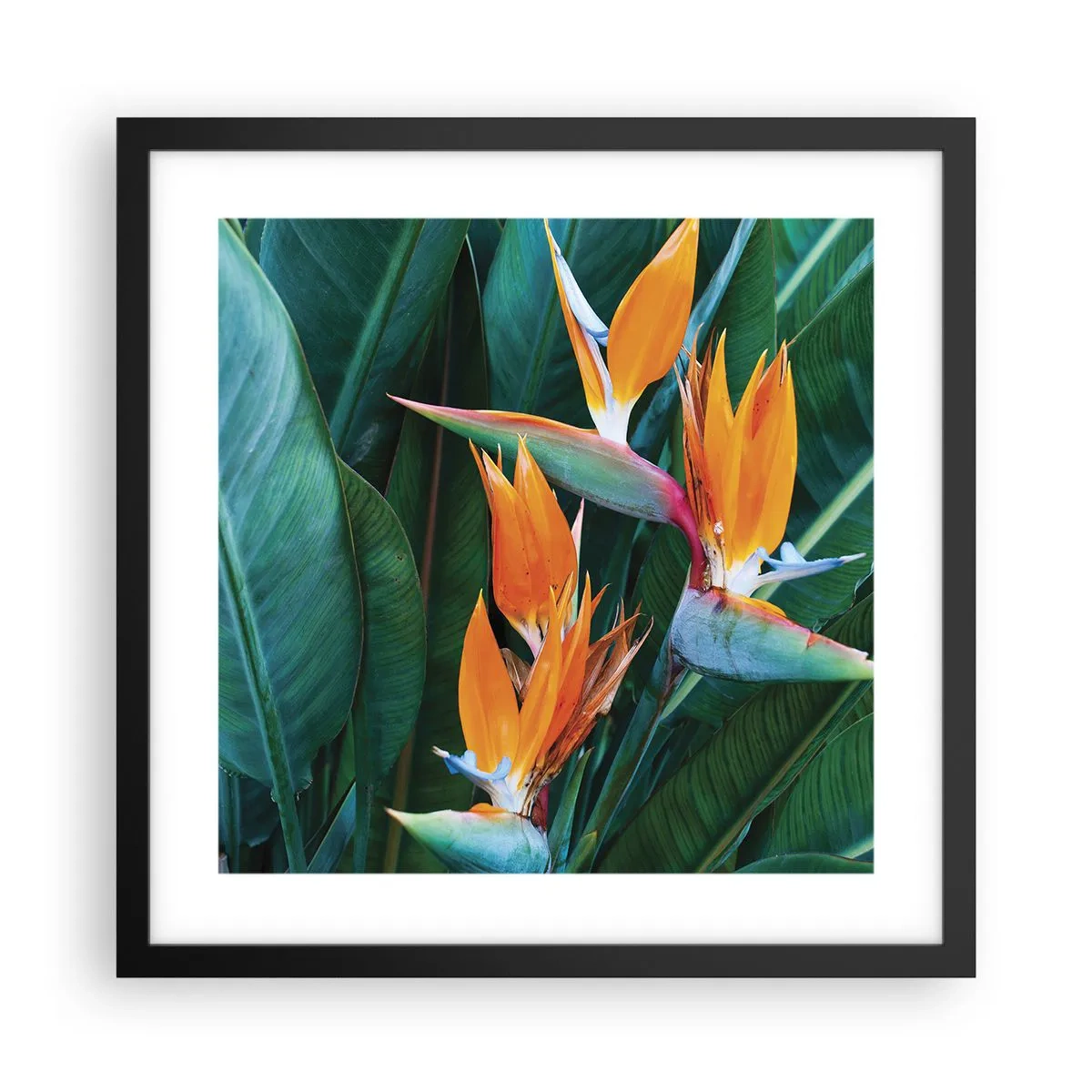 Poster in black frame - Is It a Flower or a Bird? - 40x40 cm