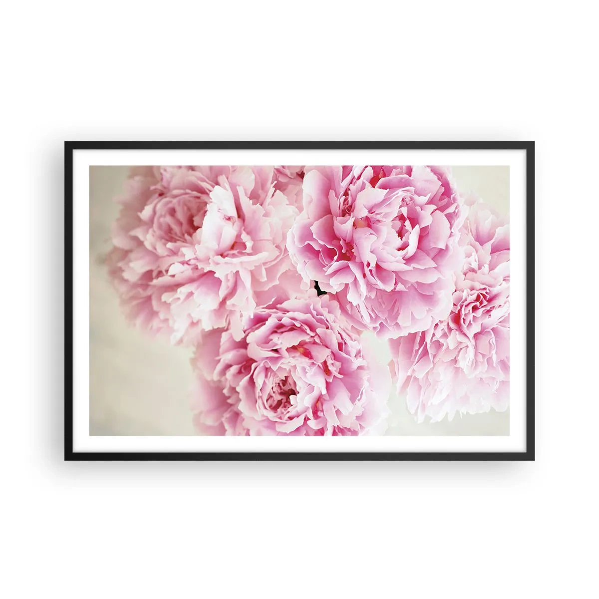 Poster in black frame - In Pink Splendour - 91x61 cm