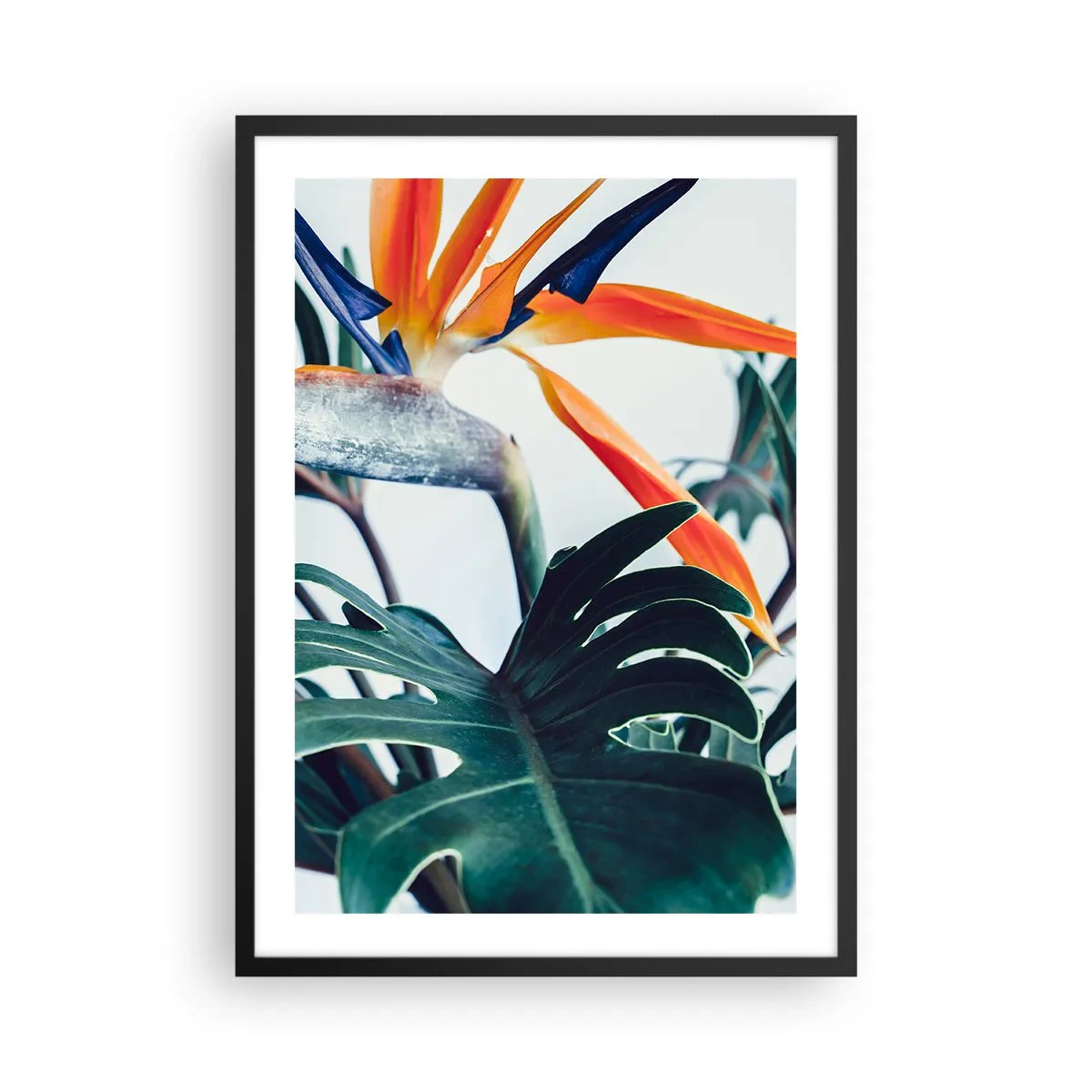 Poster in black frame - Birdy Bush - 50x70 cm