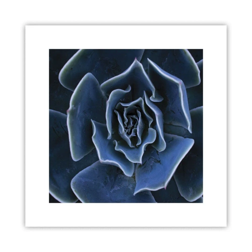 Poster - Flower of the Desert - 30x30 cm