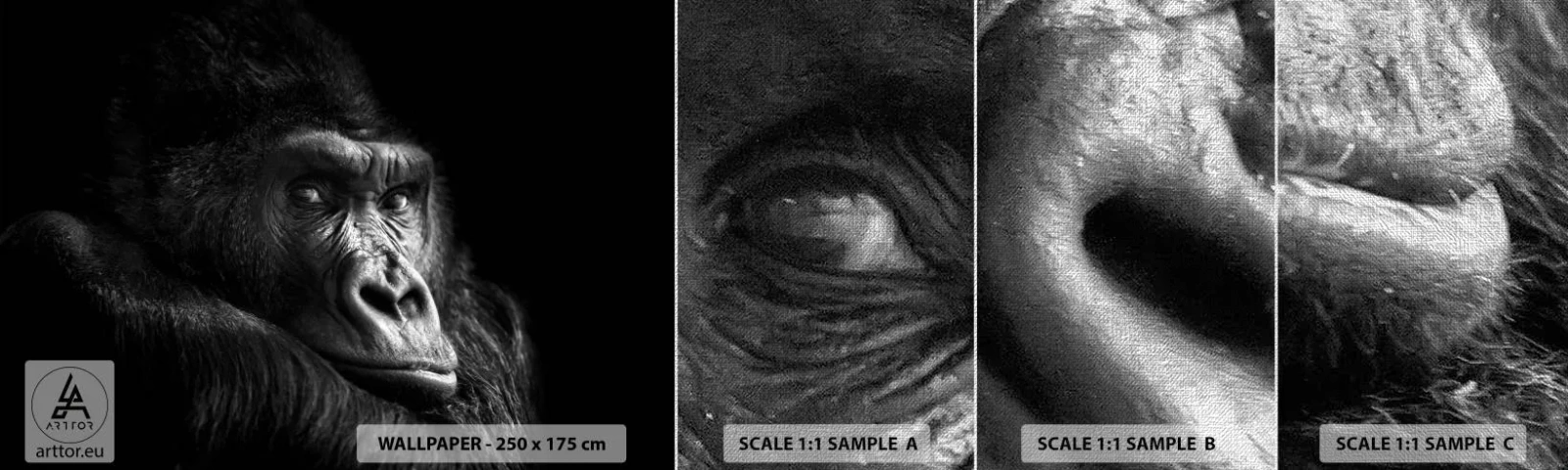 Photo Wallpaper Sample Premium Canvas - What Are You Looking At? - Monkey, Gorilla, Animals - 100x30 cm