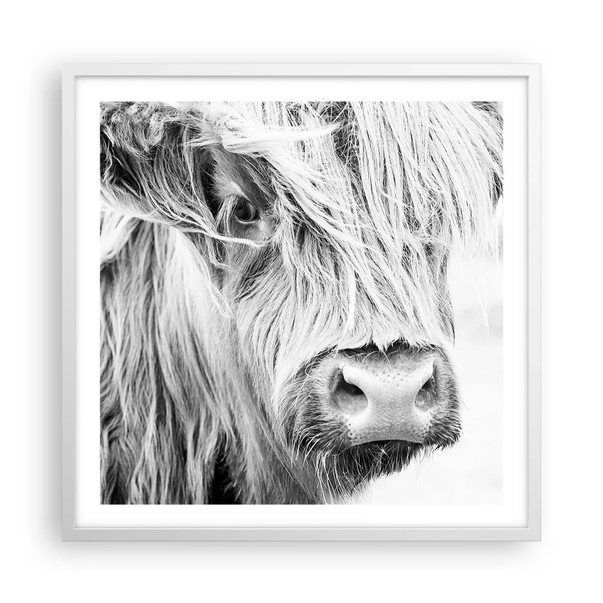 Poster in white frmae - Scottish Wilderness - 60x60 cm