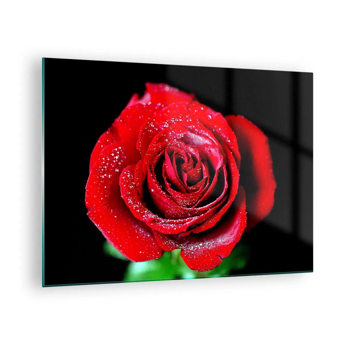 Glass picture - A red rose covered with dew drops on a dark background - 70x50cm - This Is Love - Modern wall decoration for the living room and bedroom ARTTOR