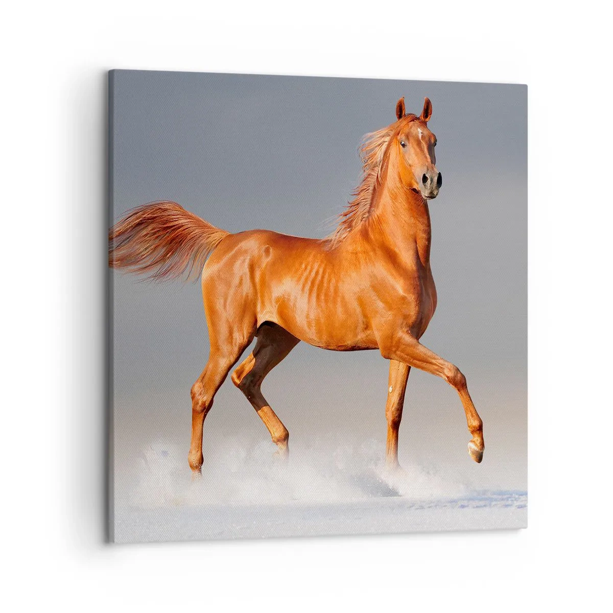 Canvas picture - Dancing Grace - 50x50 cm