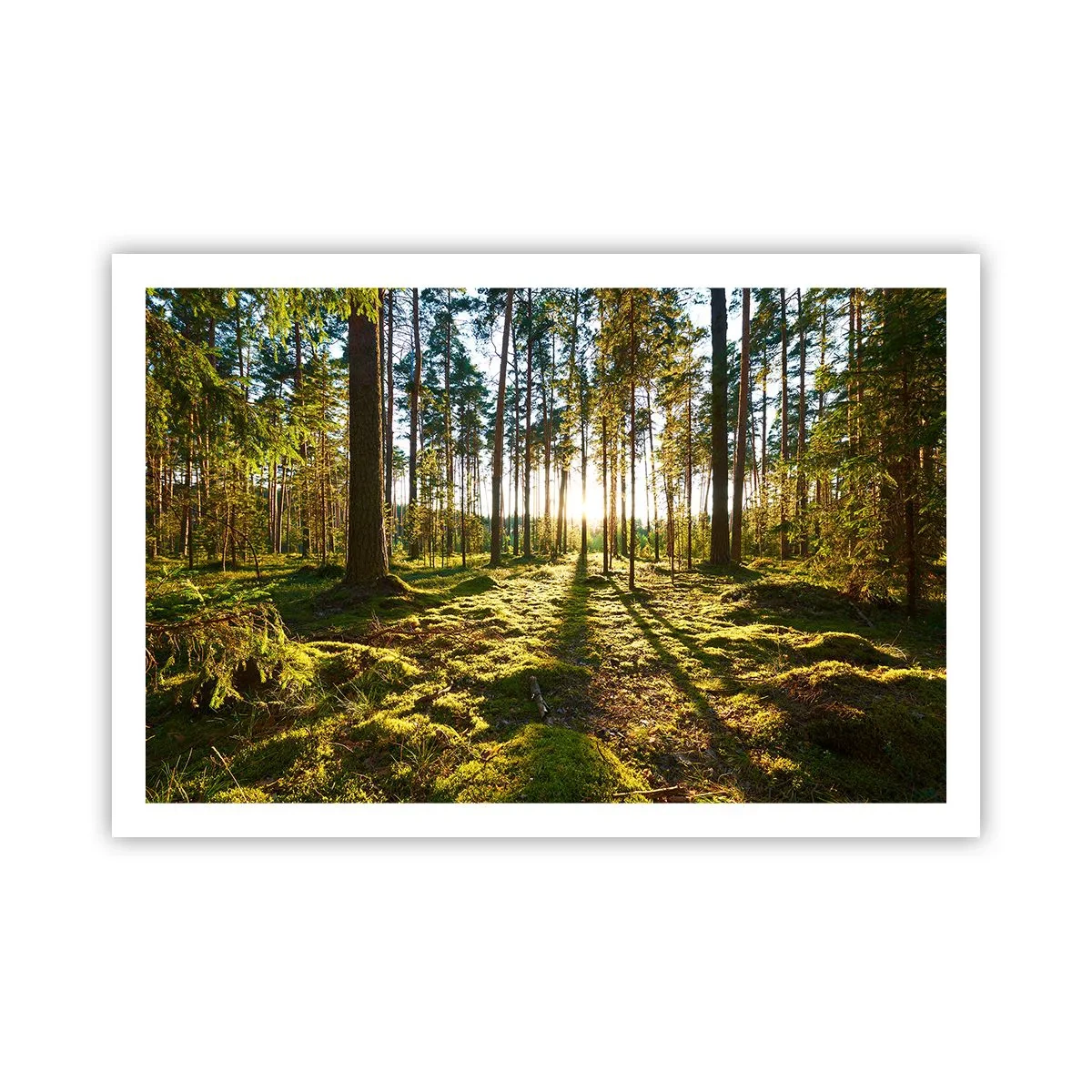 Poster - Deep in the Forest - 91x61 cm