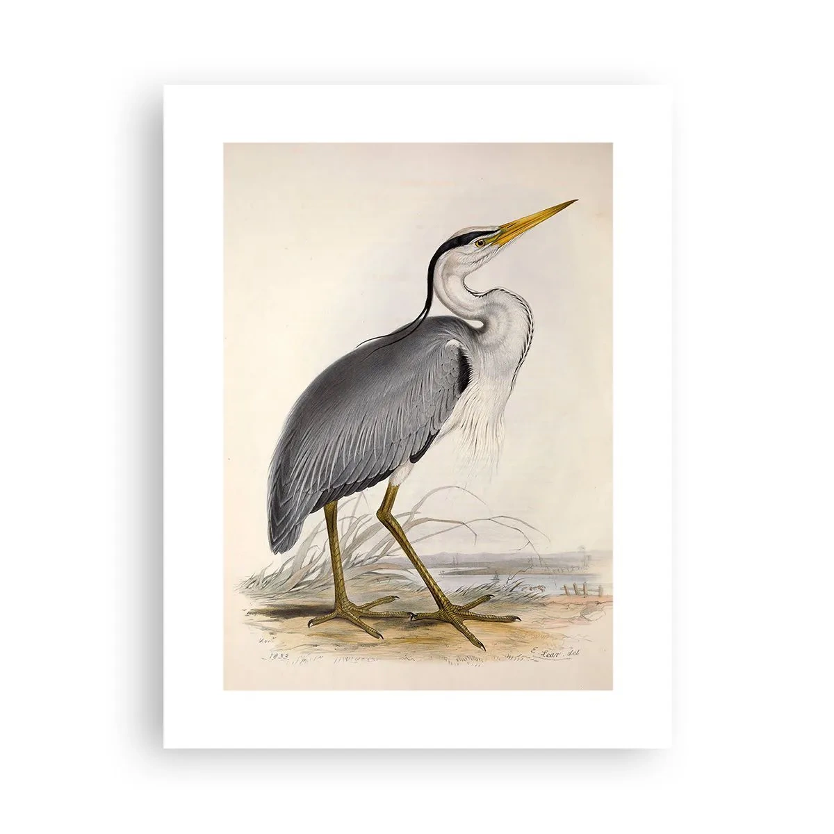 Poster - Charm of a Heron - 30x40 cm