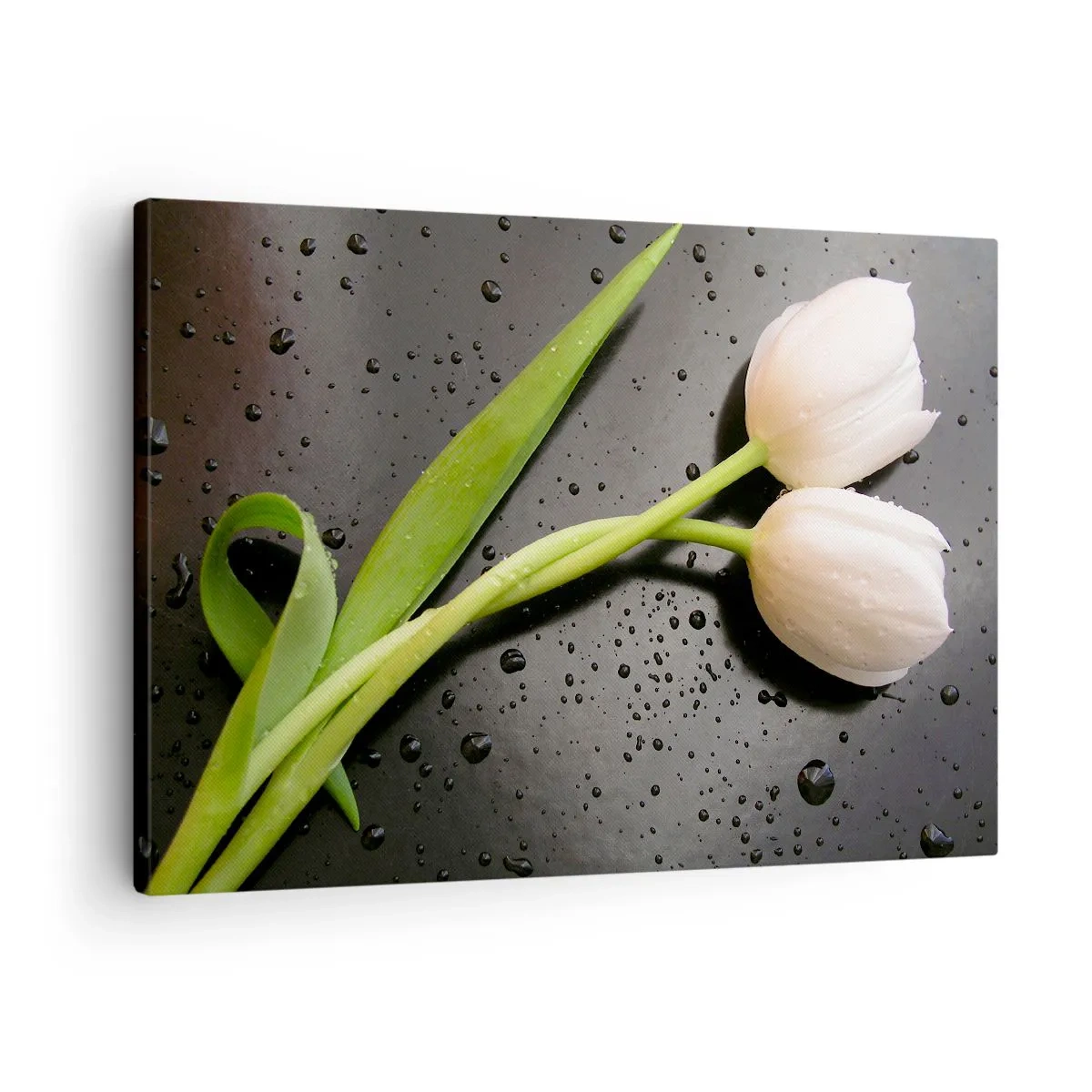 Canvas picture - White tulips on a black background with water drops - 70x50cm - Spring Braid - Modern wall decoration for the living room and bedroom ARTTOR