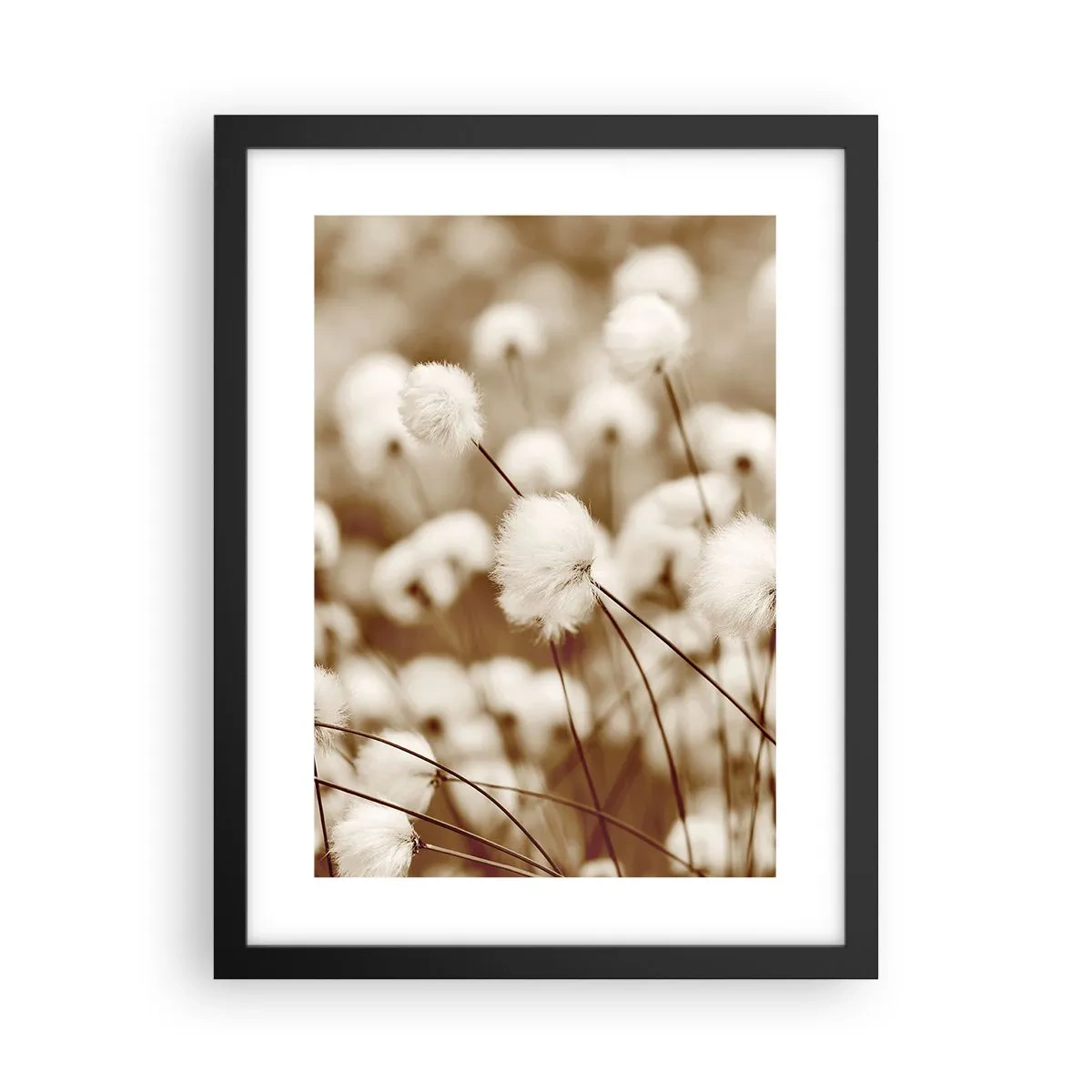Poster in black frame - Fluffy field - 30x40 cm