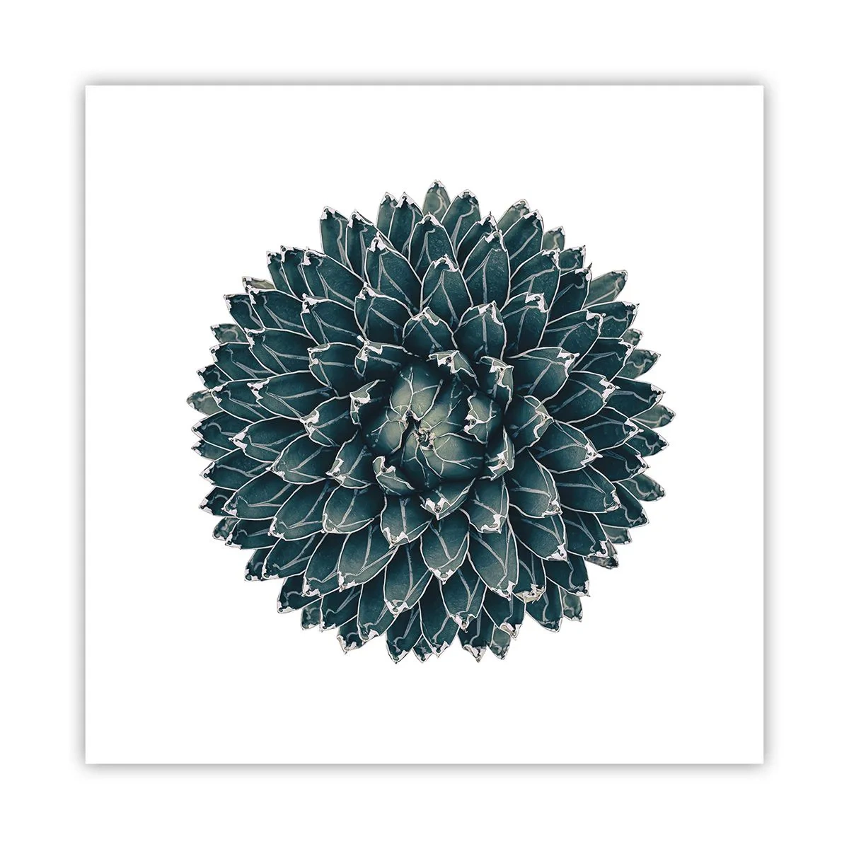 Poster - Star of the Desert - 60x60 cm