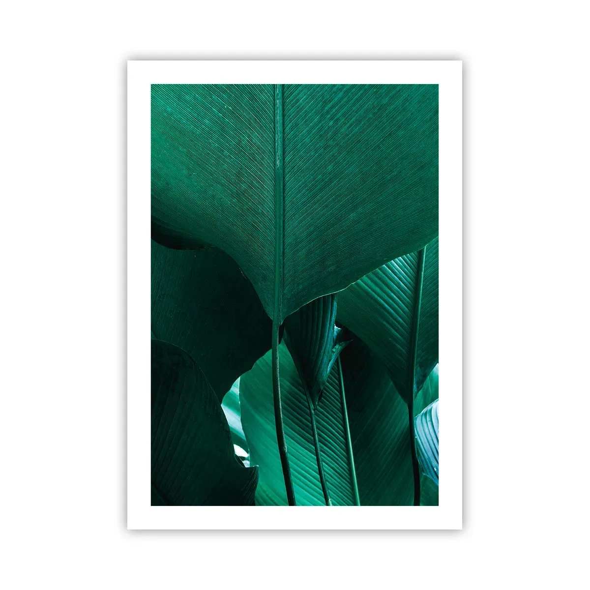 Poster - Turned towards Light - 50x70 cm