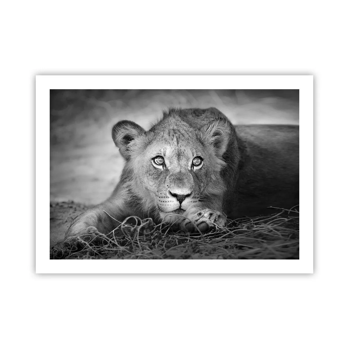 Poster - Royal Puppy - 70x50 cm