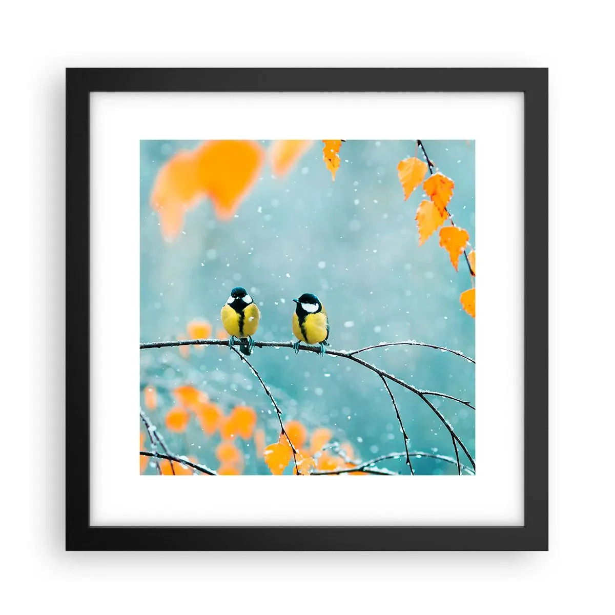 Poster in black frame - Birdy Gossip - 30x30 cm