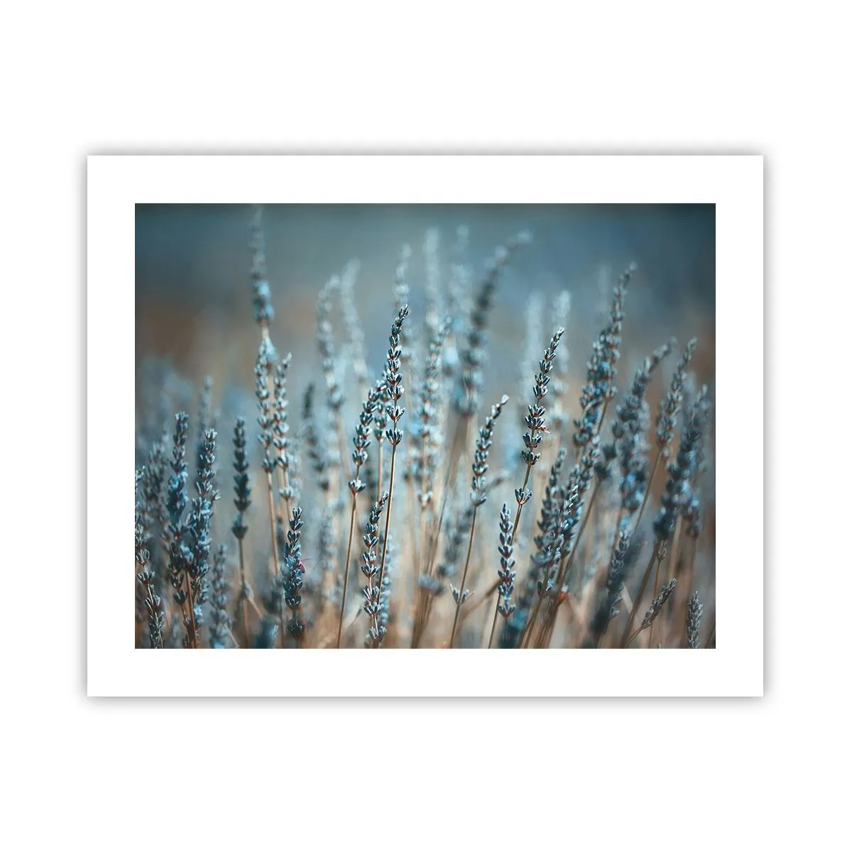Poster - Fragrant Grass - 50x40 cm