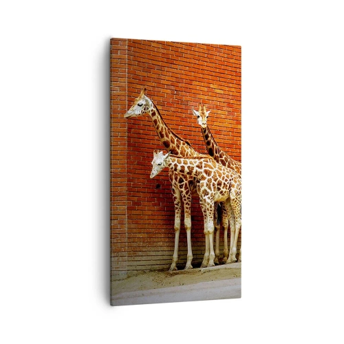 Canvas picture - Can You See an Acacia? - 55x100 cm