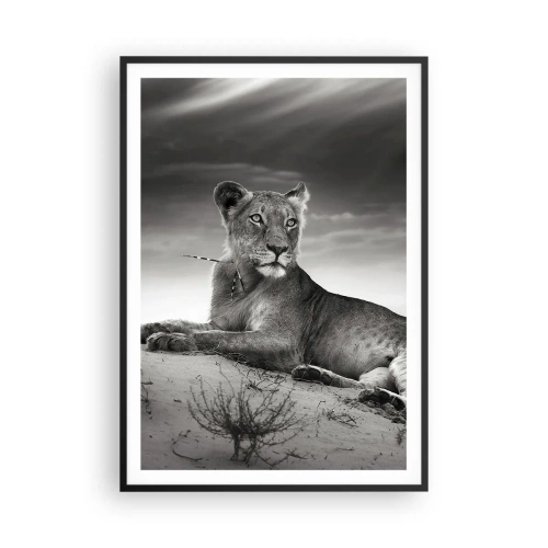 Poster in black frame - Queen of Desert Is Resting - 70x100 cm