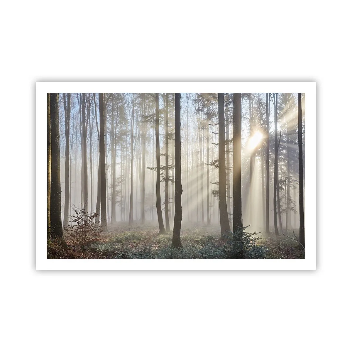 Poster - Fog Has Woken up Too - 91x61 cm