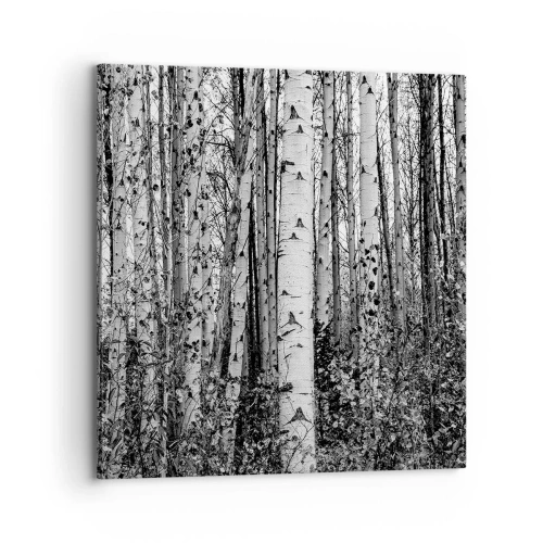 Canvas picture - Birch Colonnade - 70x70 cm