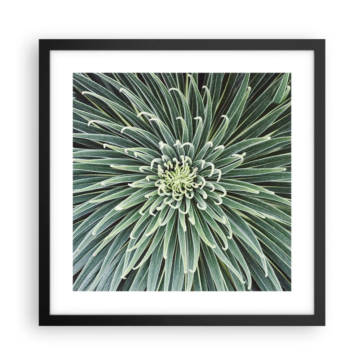 Poster in black frame - Birth of a Star - 40x40 cm