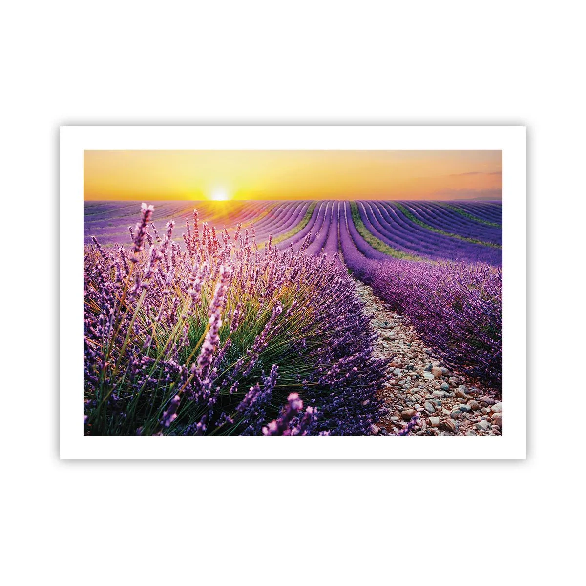 Poster - Fragrant Field - 70x50 cm