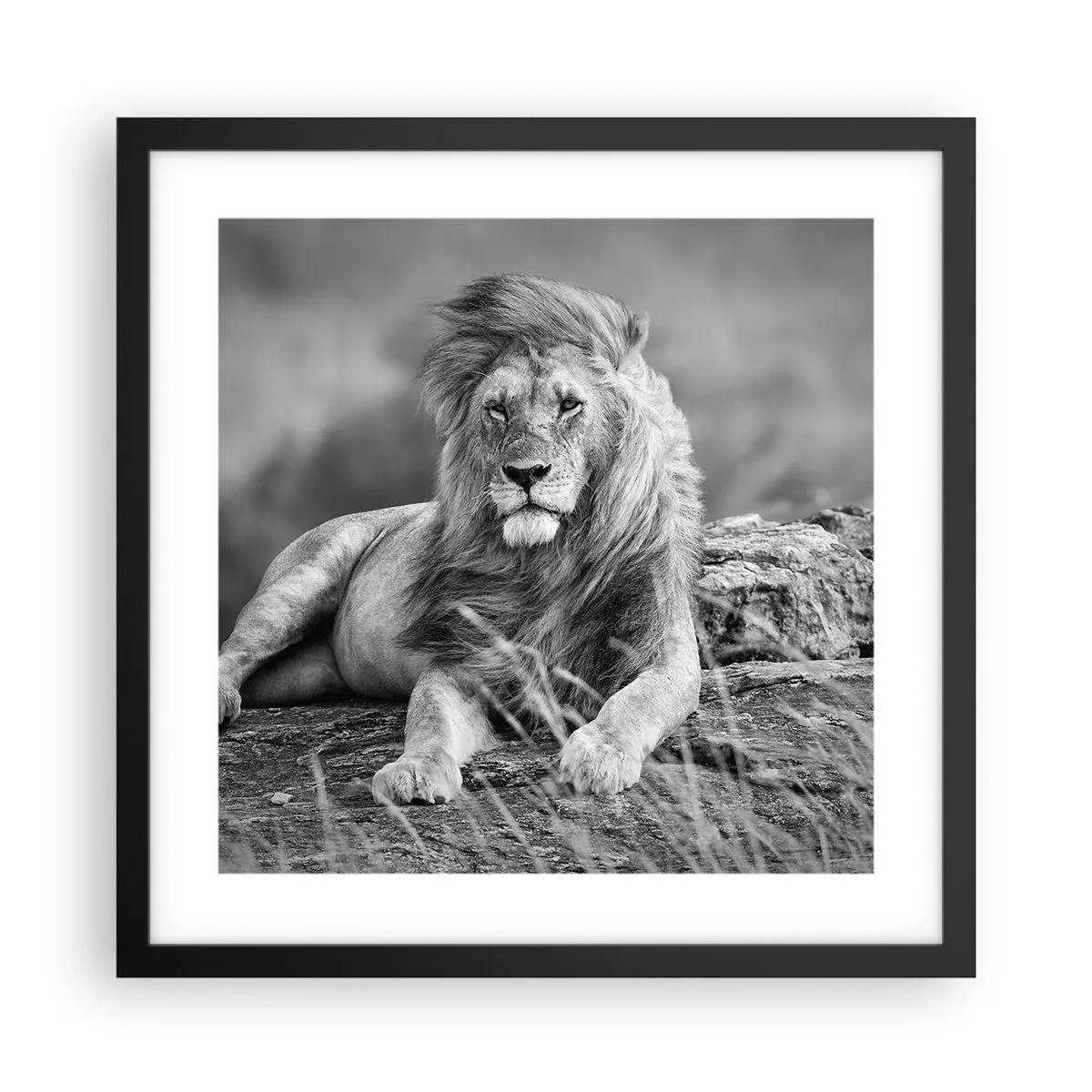 Poster in black frame - Royal Siesta - 40x40 cm