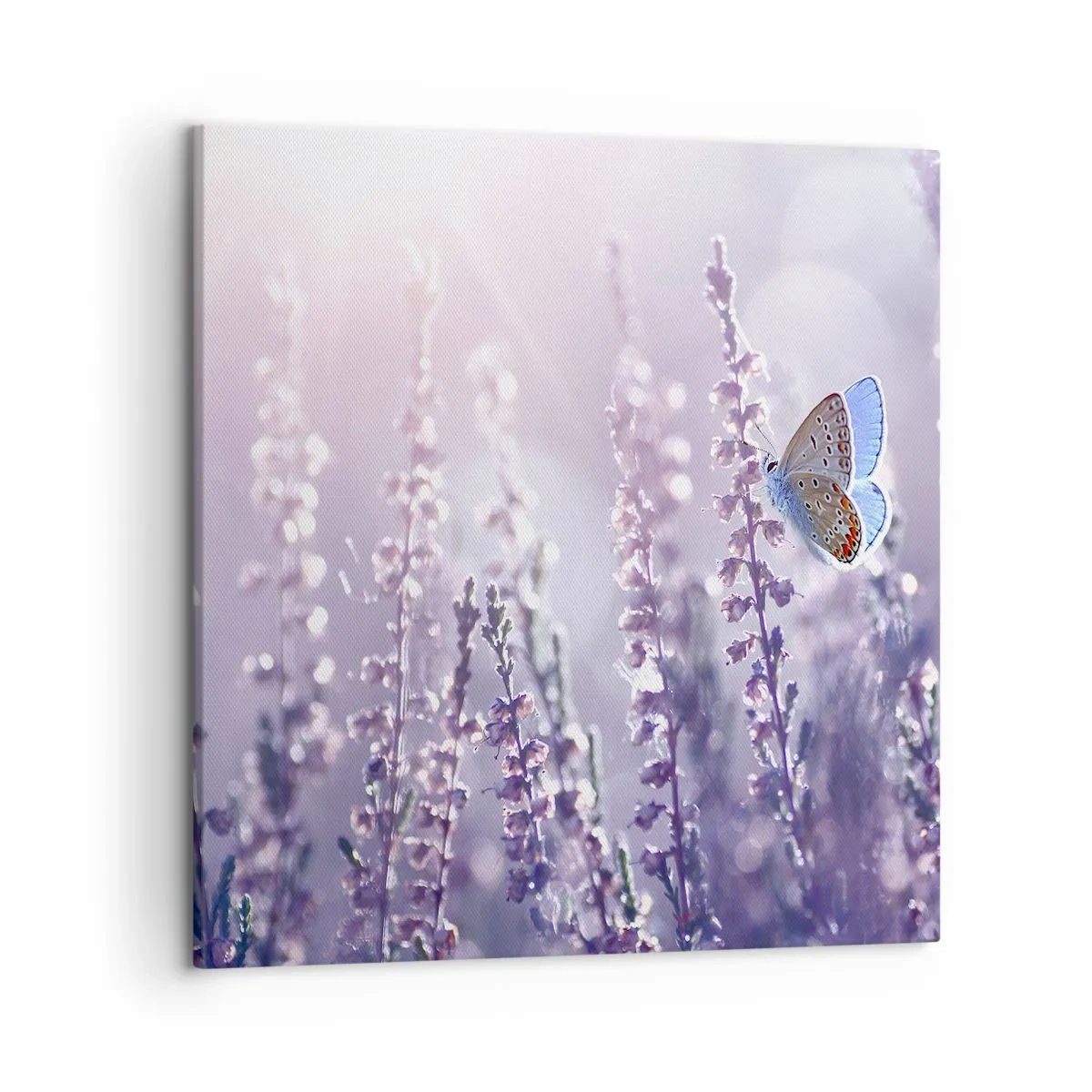 Canvas picture - Kiss of a Butterfly - 50x50 cm