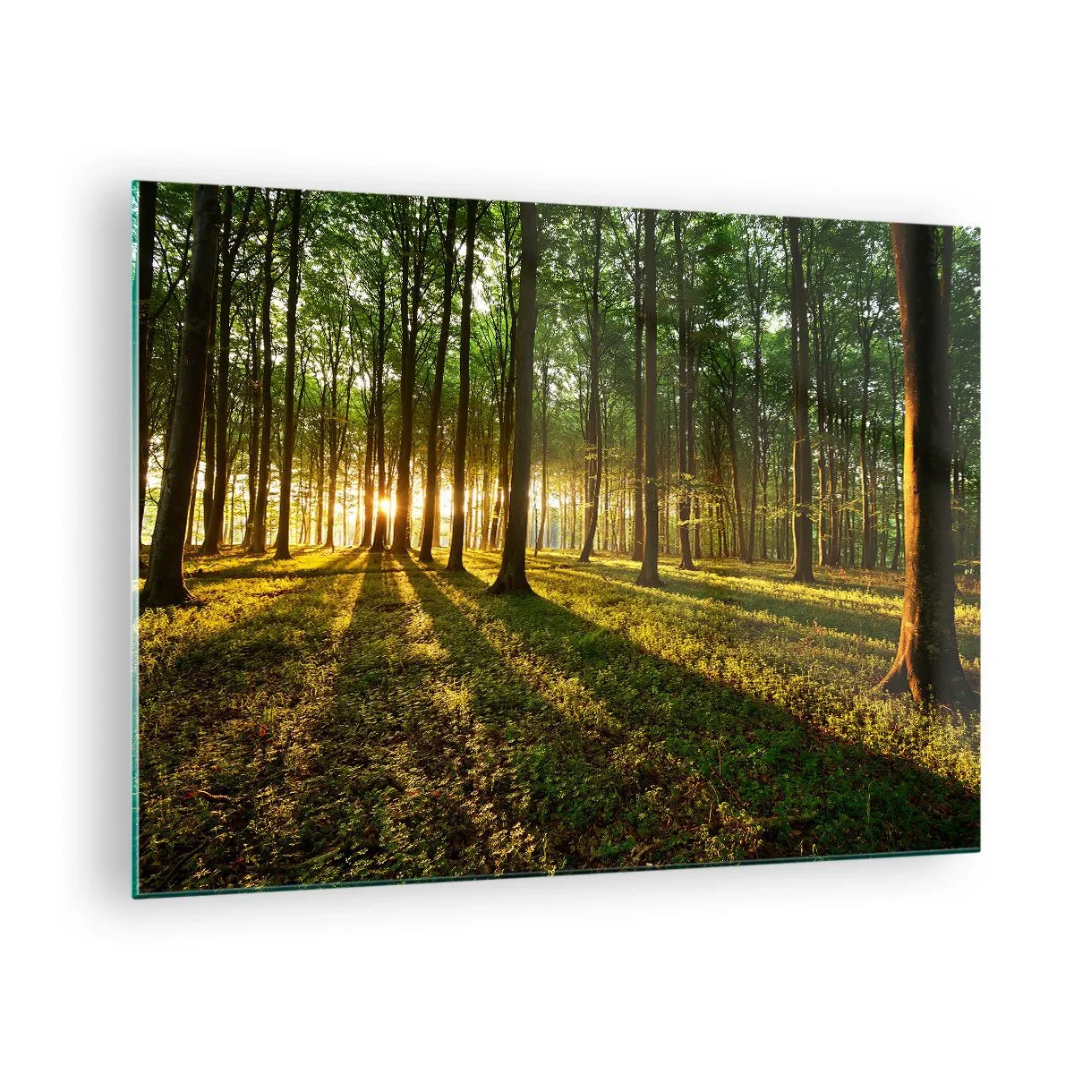 Glass picture - A forest glade illuminated by the rays of the rising sun - 70x50cm - Photography of All Springs - Modern wall decoration for the living room and bedroom ARTTOR