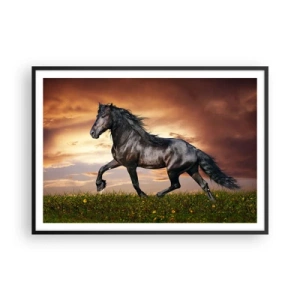 Poster in black frame - Black Prince - 100x70 cm