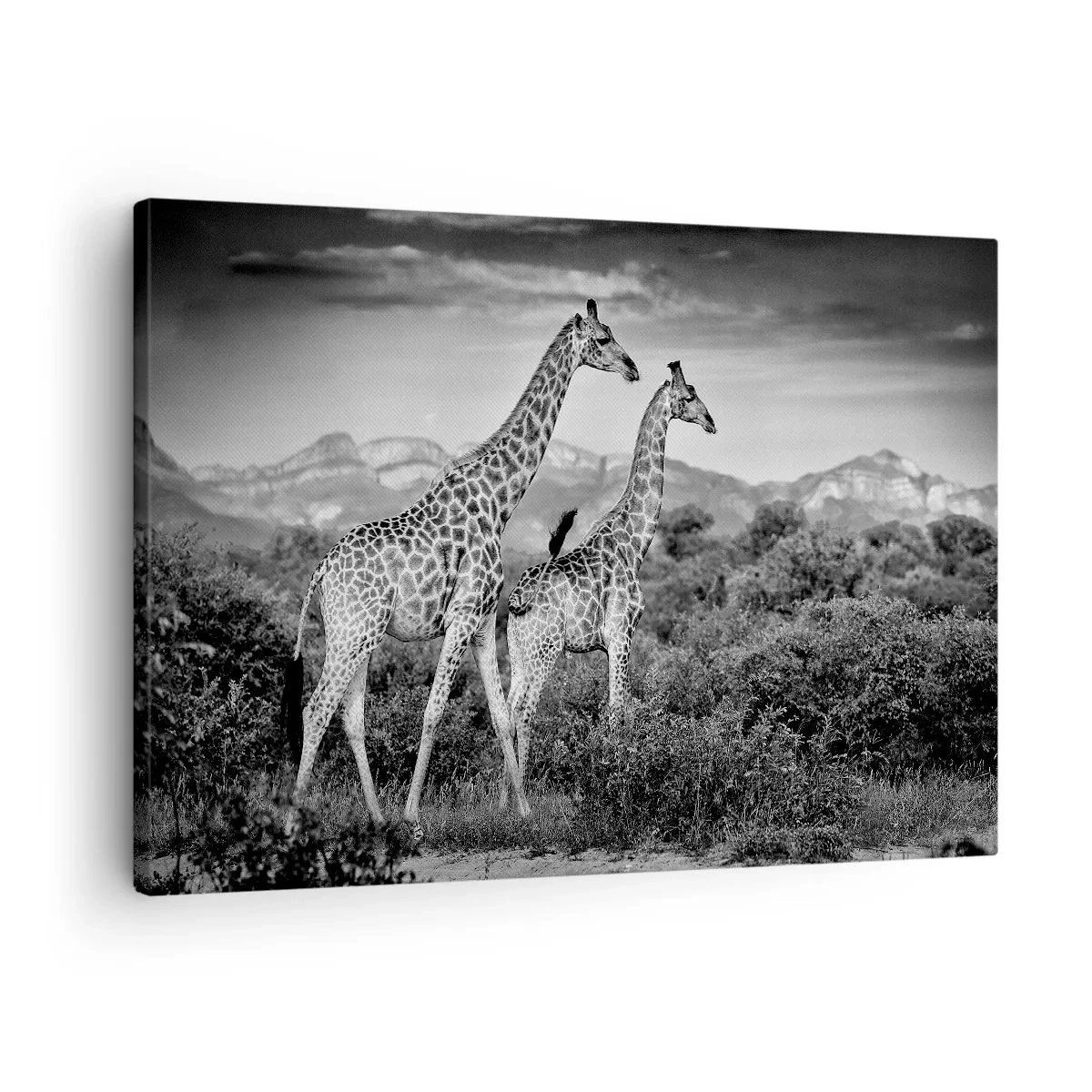 Canvas picture - Black and white silhouettes of two giraffes in the savannah - 70x50cm - Higher Spheres in Africa - Modern wall decoration for the living room and bedroom ARTTOR