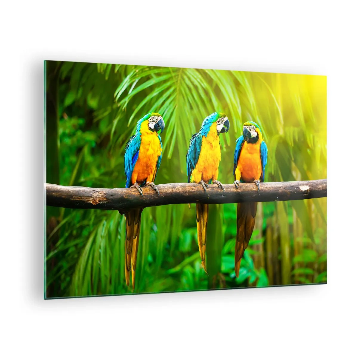Glass picture - Three macaw parrots on a branch in a tropical forest - 70x50cm - Did You Hear that She…? - Modern wall decoration for the living room and bedroom ARTTOR