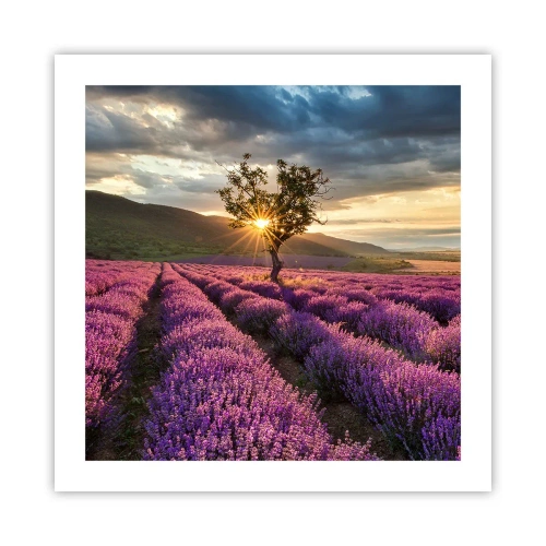 Poster - Lilac Coloured Aroma - 50x50 cm