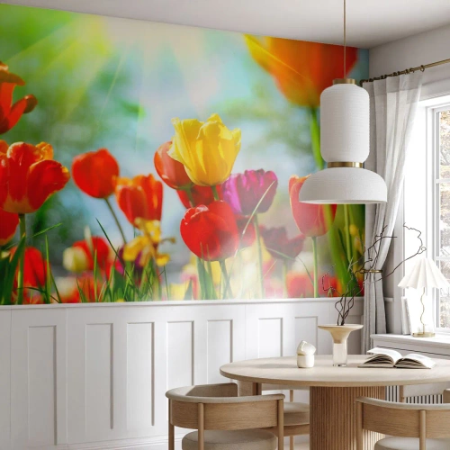 Photo Wallpaper Premium Canvas - All Colours of the Sun - Tulips, Flowers, Meadow - 350x256 cm