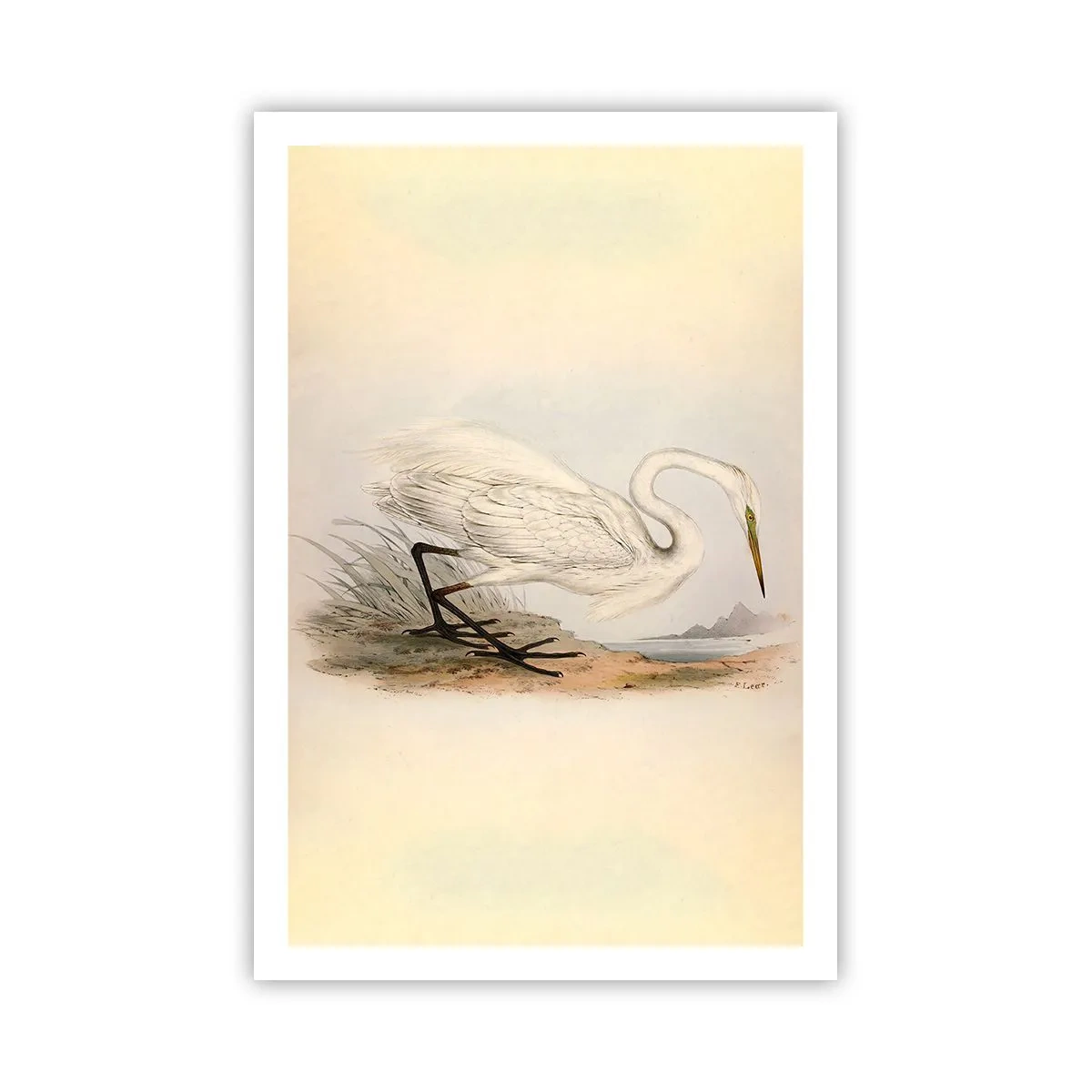 Poster - Lady on the Marsh - 61x91 cm