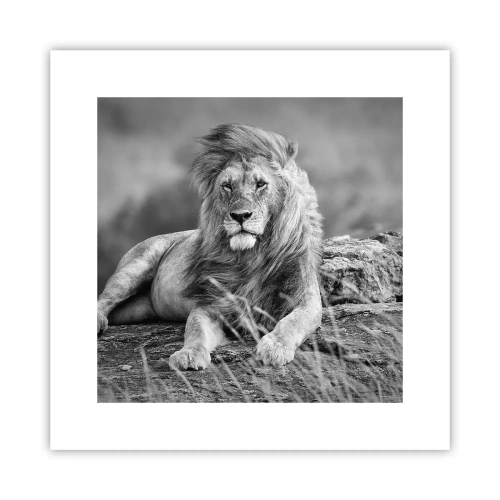 Poster - Royal Siesta - 30x30 cm