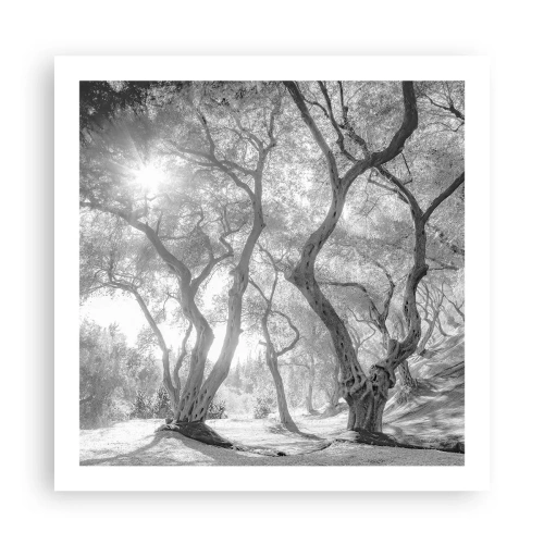 Poster - In an Olive Grove - 60x60 cm