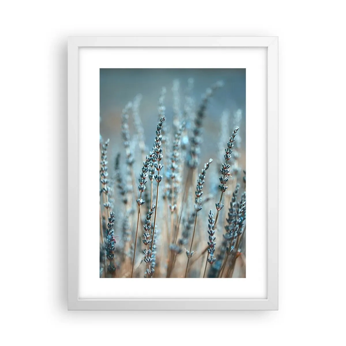 Poster in white frmae - Fragrant Grass - 30x40 cm